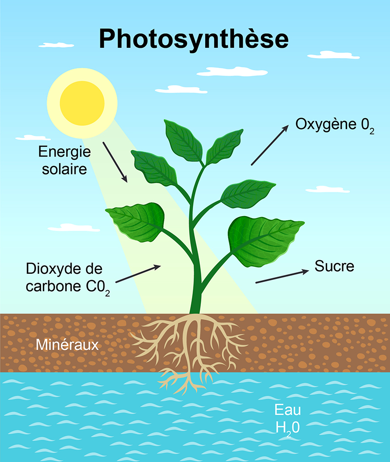 Photosynthese 