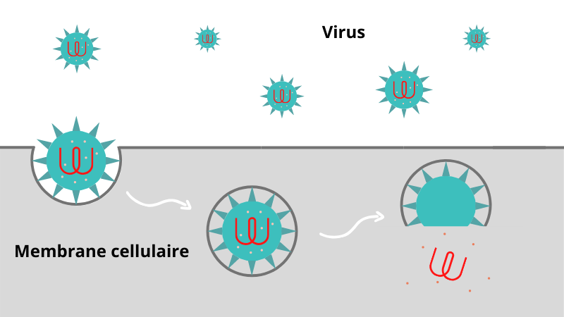 Implantation virus