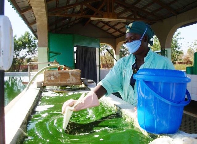 TECHNAP - Nayalgué - Récolte de la spiruline