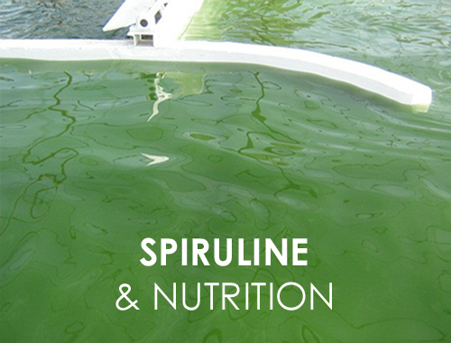 TechnAp -Spiruline - 